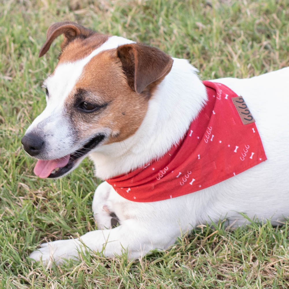Four Sixes Dog Bandana in Red