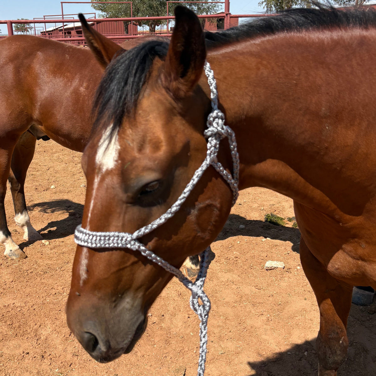 Braided Rope Halters