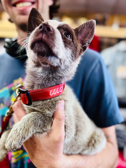 Four Sixes Dog Collar
