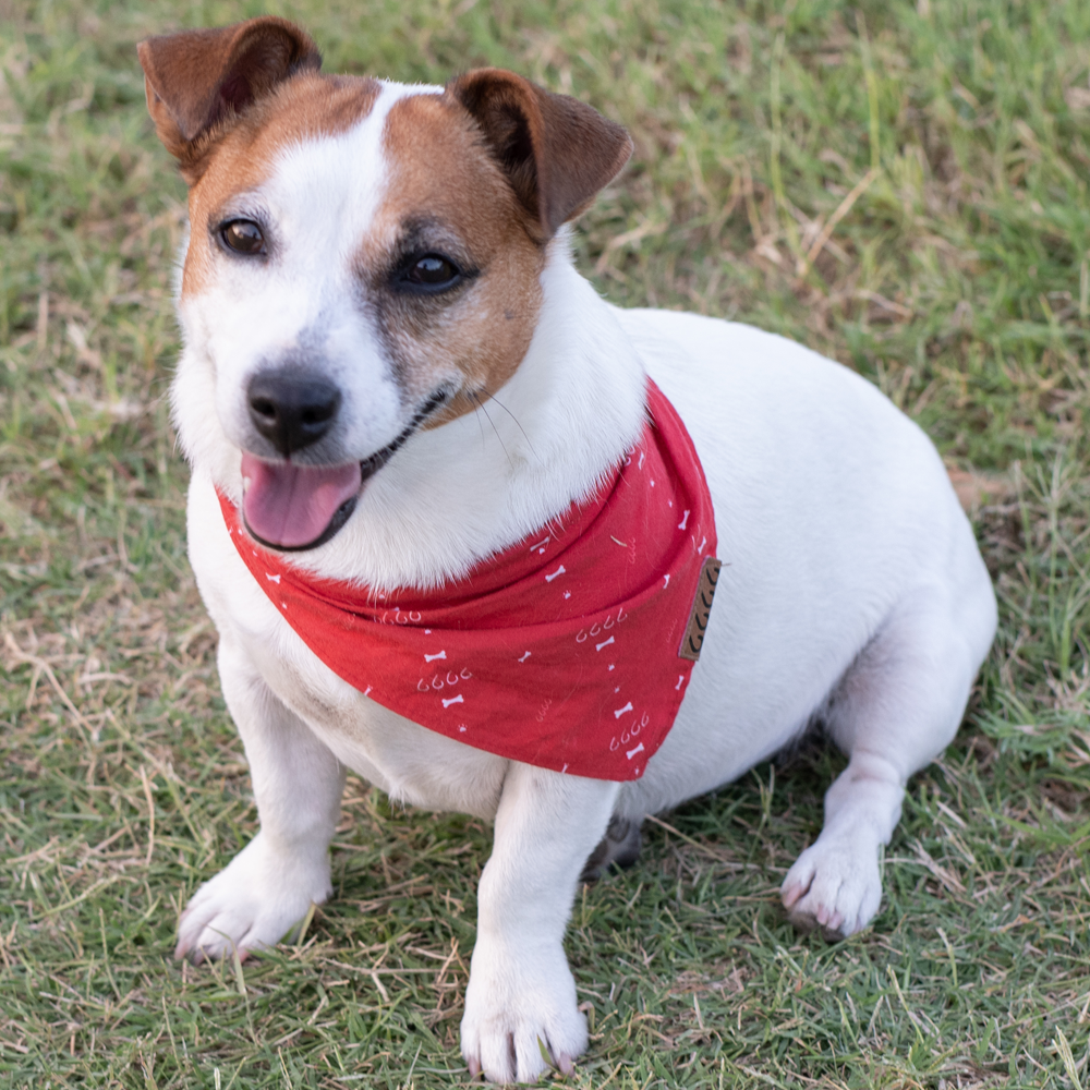 Four Sixes Dog Bandana in Red